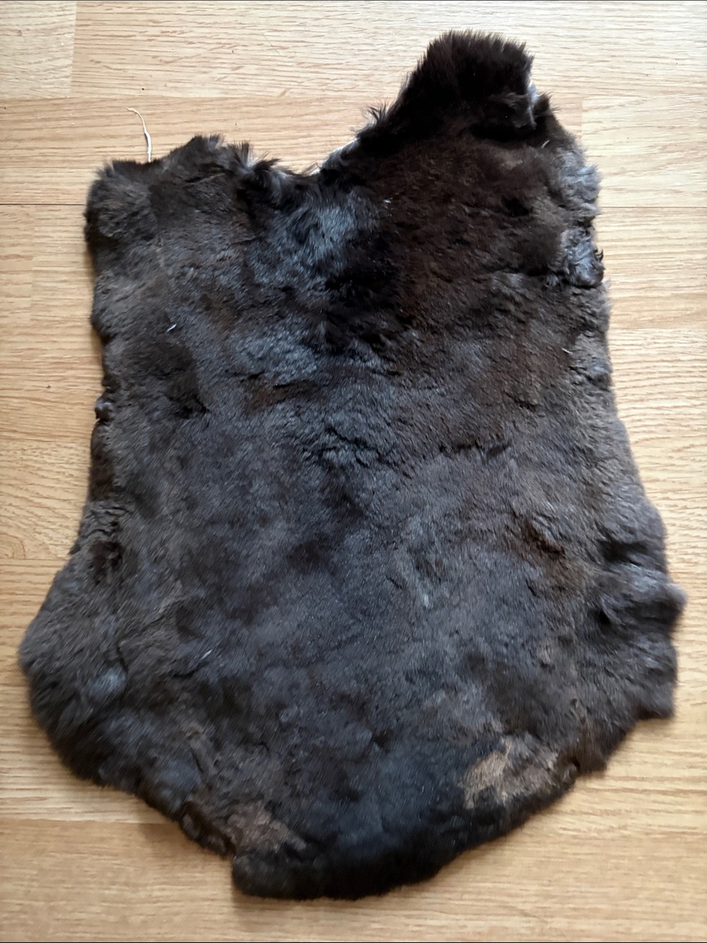 C0023 Rex rabbit hide